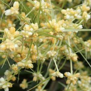 Lomandra hystrix